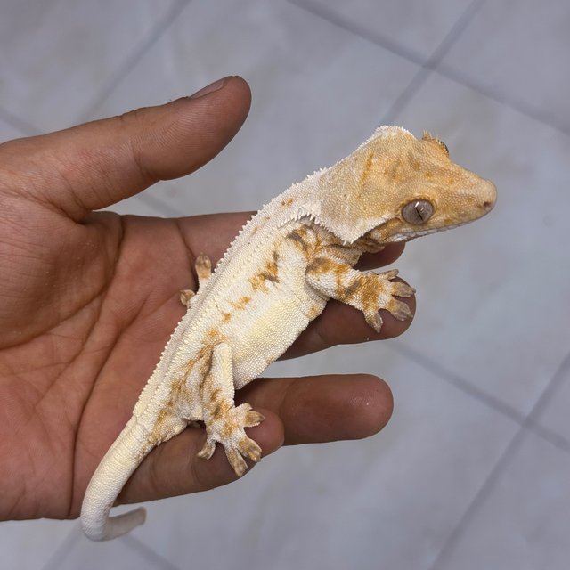 Lilly White 100% Het Axanthic