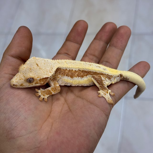 Lilly 100% Het Axanthic
