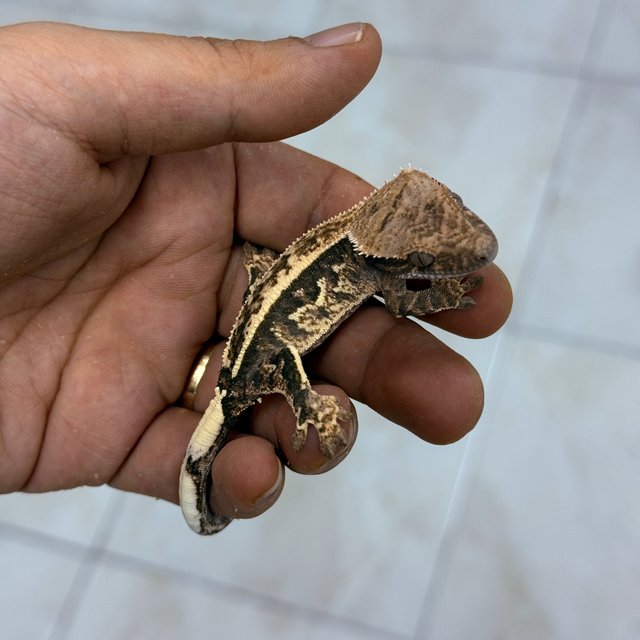 Cappuccino 100% Het Axanthic
