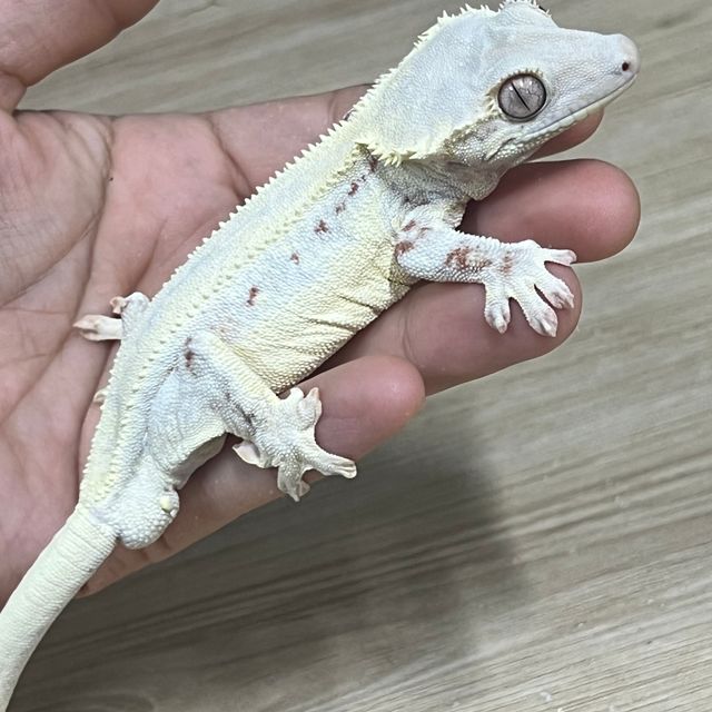 릴리화이트