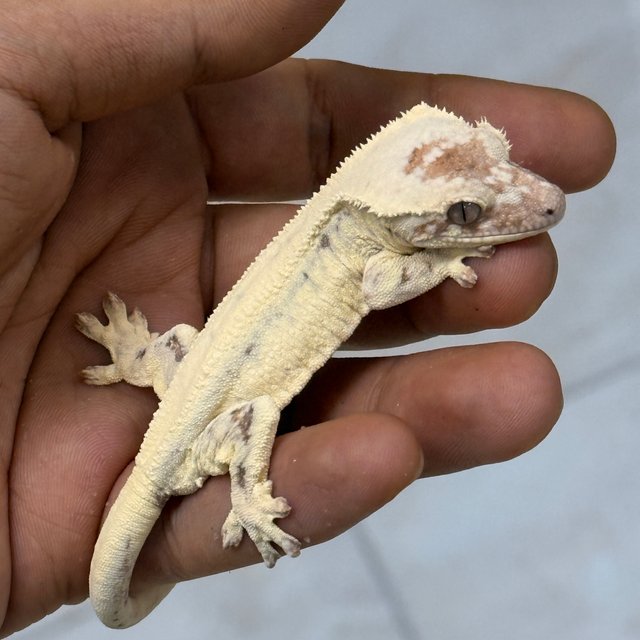 100% Het Axanthic LW Sable
