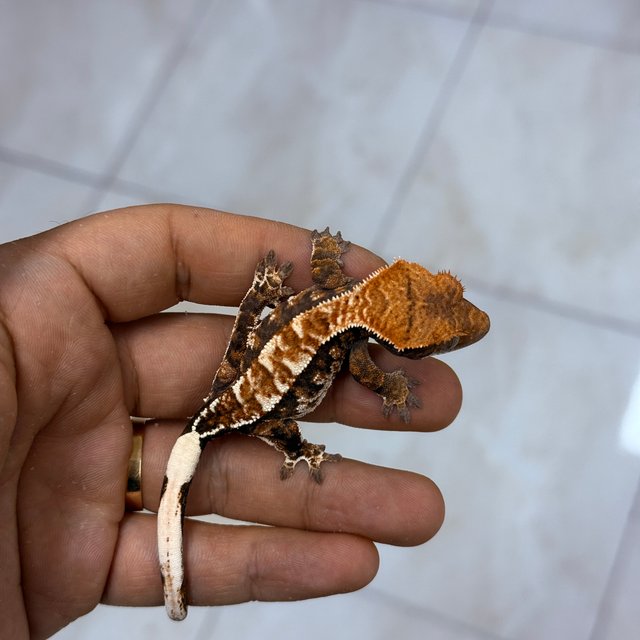 카푸치노 100%헷아잔틱