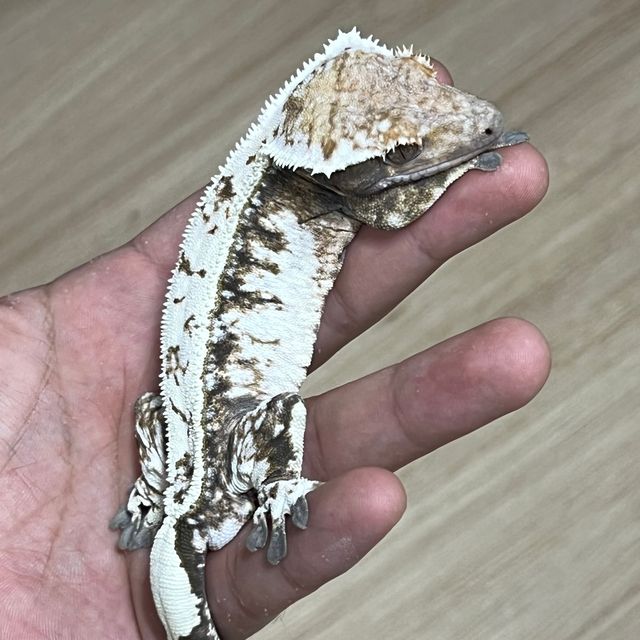 세이블