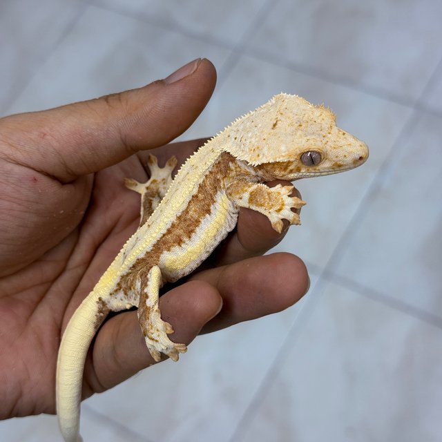 Lilly 100% Het Axanthic