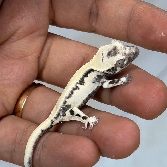LW Sable Axanthic