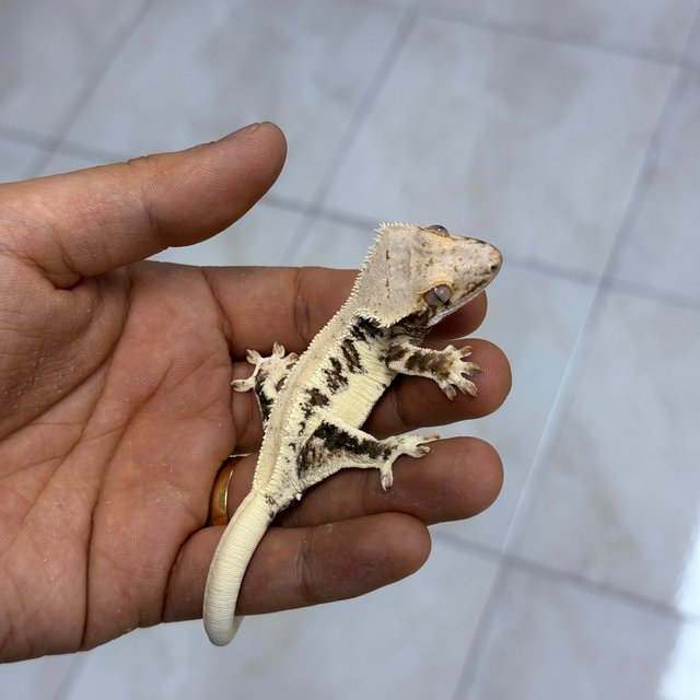 릴리화이트 100%헷아잔틱