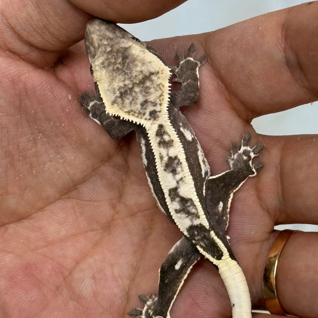 Axanthic
