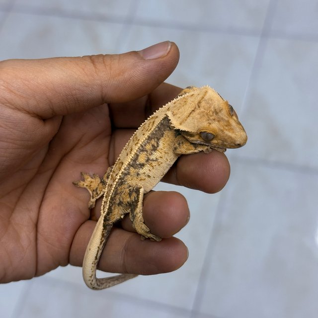 Normal 100% Het Axanthic