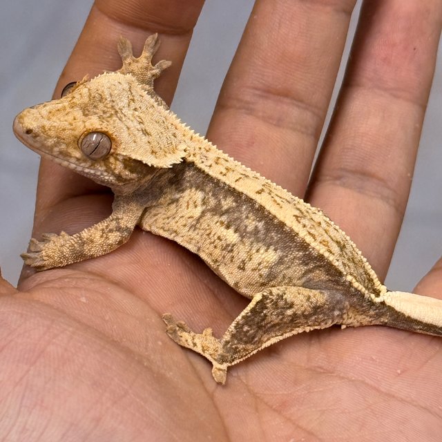 Normal 100% Het Axanthic