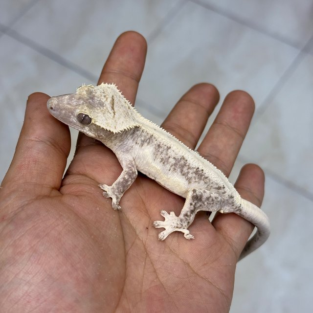 Lilly Axanthic