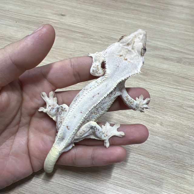 릴리화이트