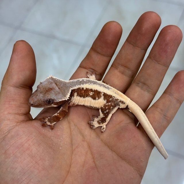 Lilly White Chocho