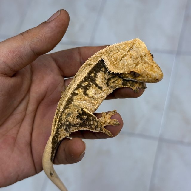 Normal 100% Het Axanthic