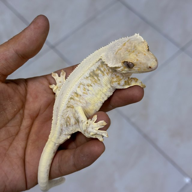 Lilly White 100% Het Axanthic