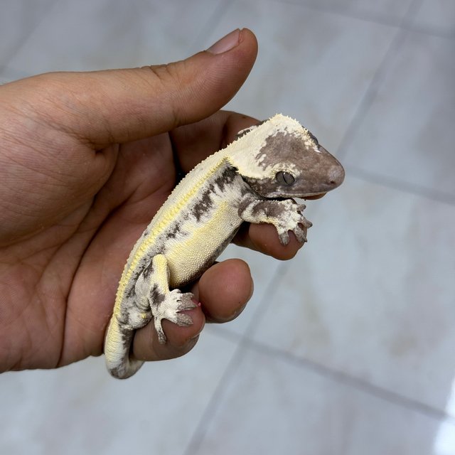 LW Sable Axanthic