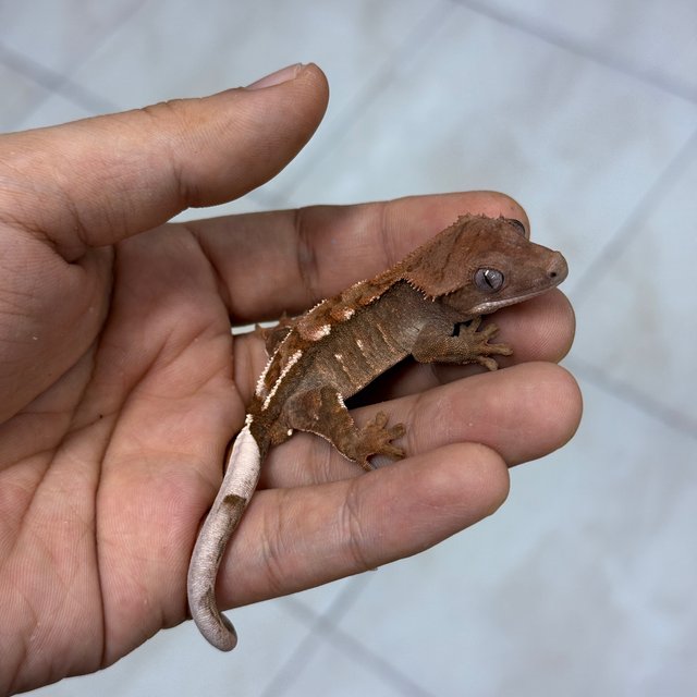 Chocho