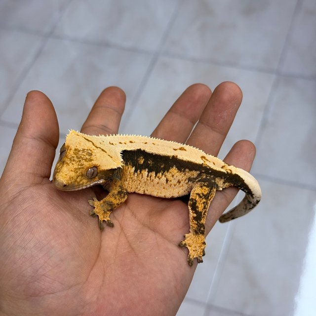 100%헷아잔틱 노멀