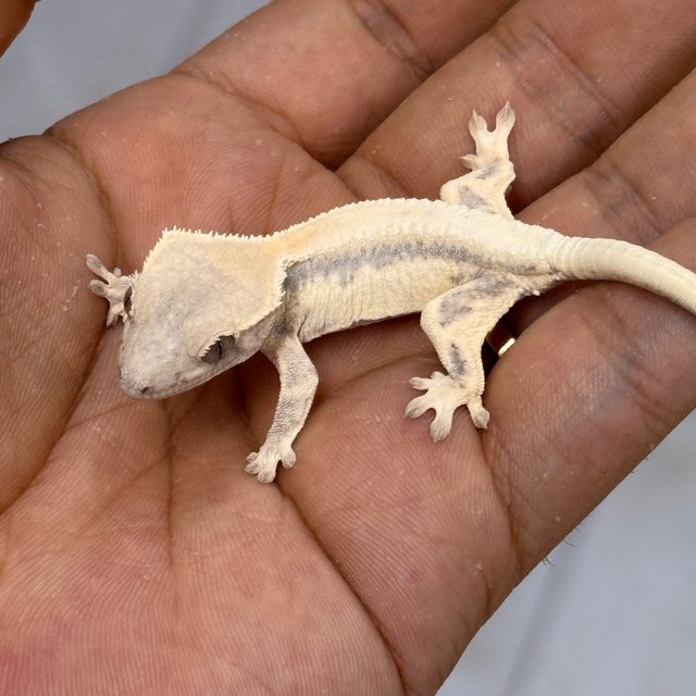 LW Sable 100% Het Axanthic
