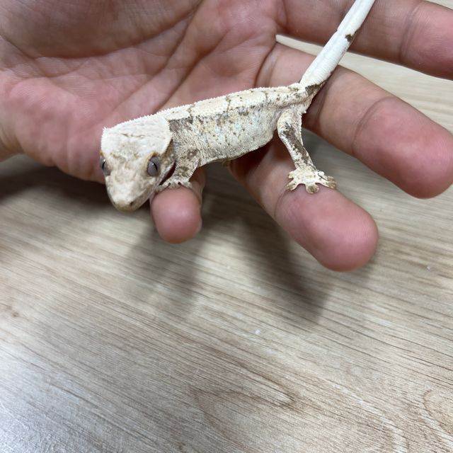 노멀 트라이