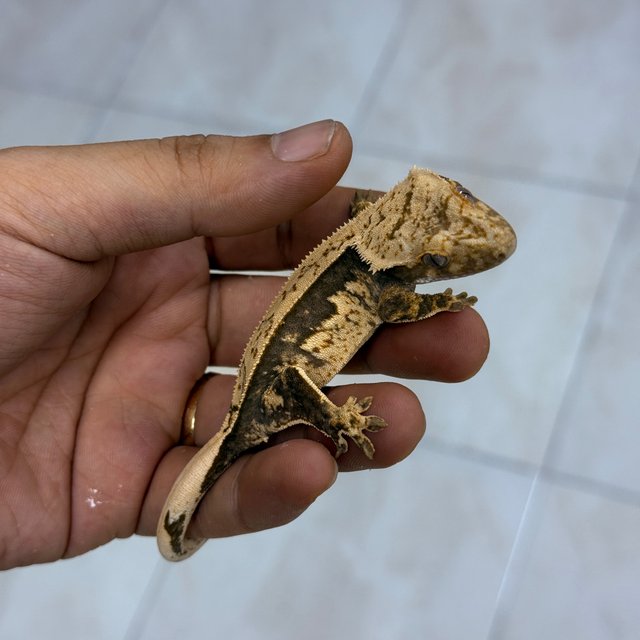 Normal 100% Het Axanthic