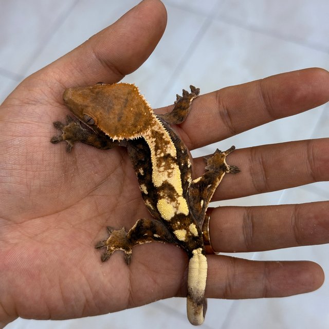 세이블 100%헷아잔틱