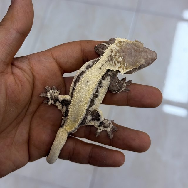 릴리 세이블 아잔틱