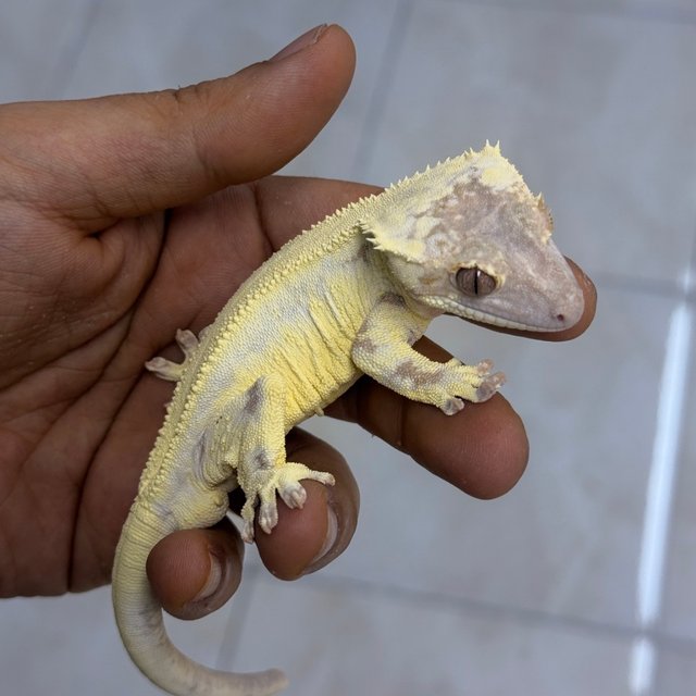 LW Sable 100% Het Axanthic