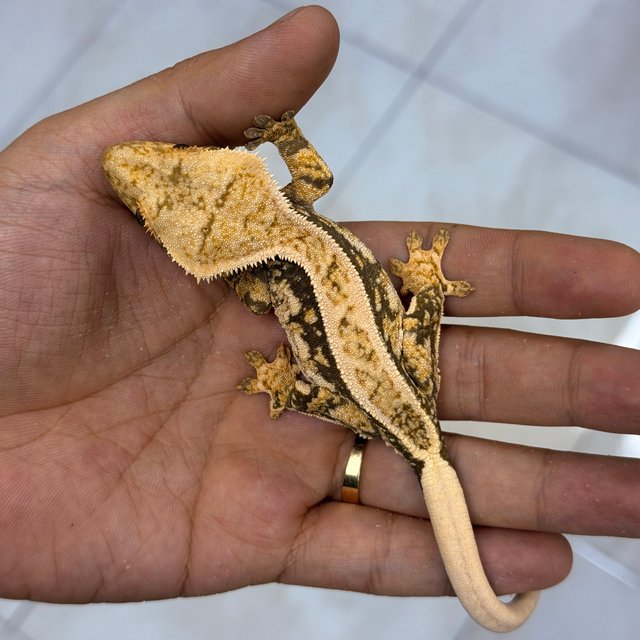 Normal 100% Het Axanthic