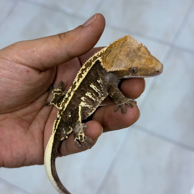 Cappuccino 100% Het Axanthic