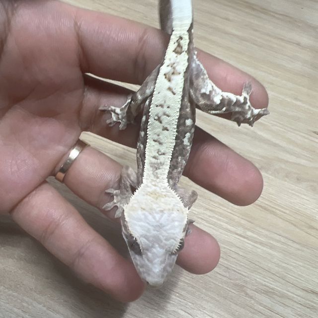 카푸치노