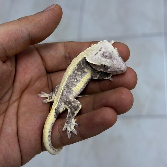 Lilly Axanthic