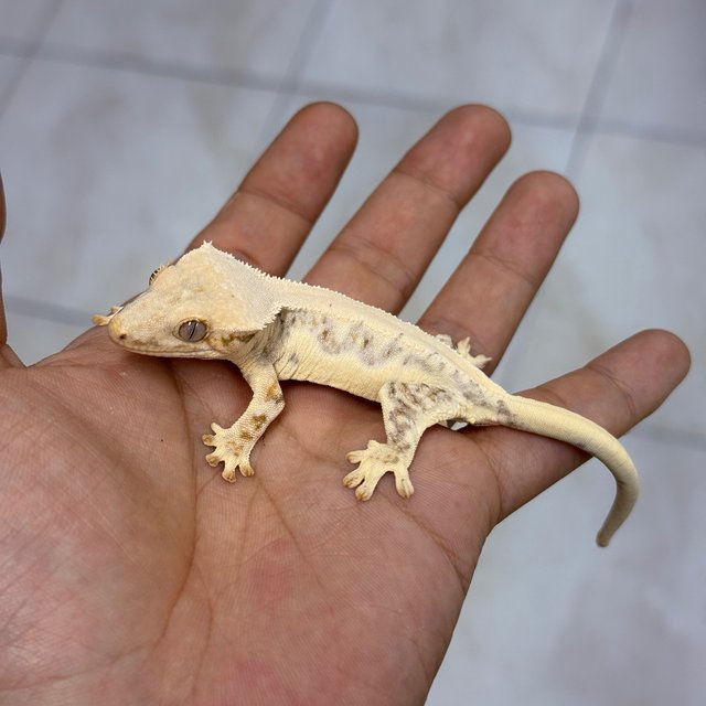 100% Het Chocho Lilly White