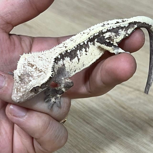 세이블