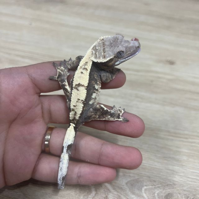 세이블