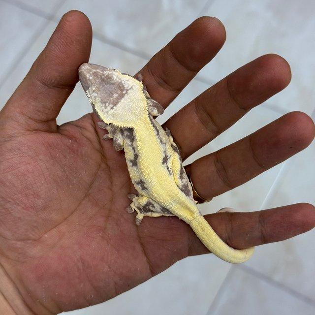 LW Sable Axanthic