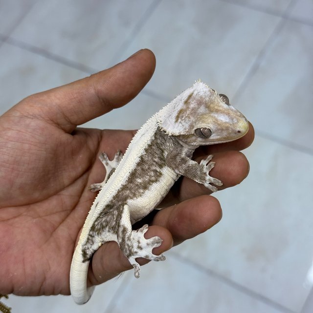 Lilly Axanthic