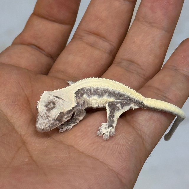 LW Sable Axanthic
