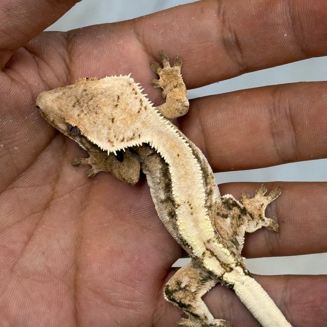 Sable 100% Het Axanthic