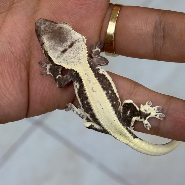 Lilly Axanthic