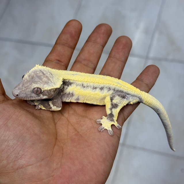 Axanthic LW Sable