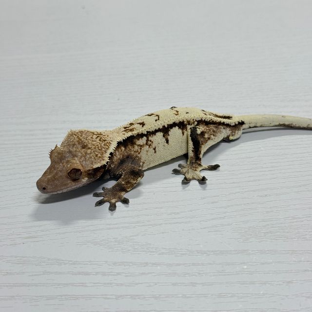 세이블