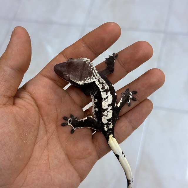 Axanthic