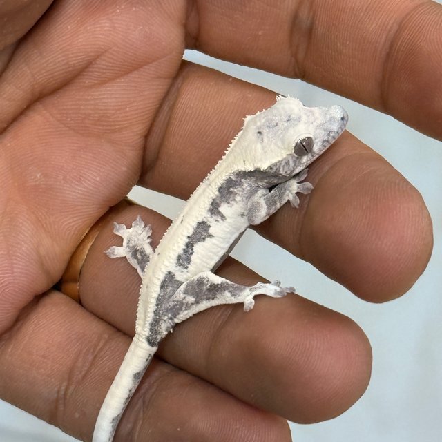 릴리 세이블 아잔틱