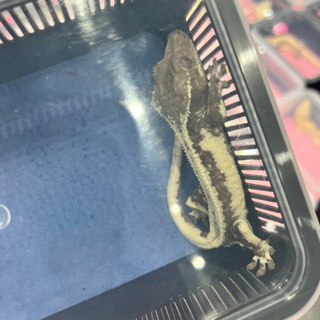 릴잔틱