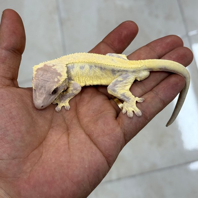 LW Sable 100% Het Axanthic