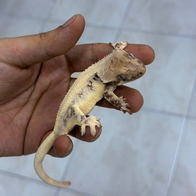 Lilly White Chocho