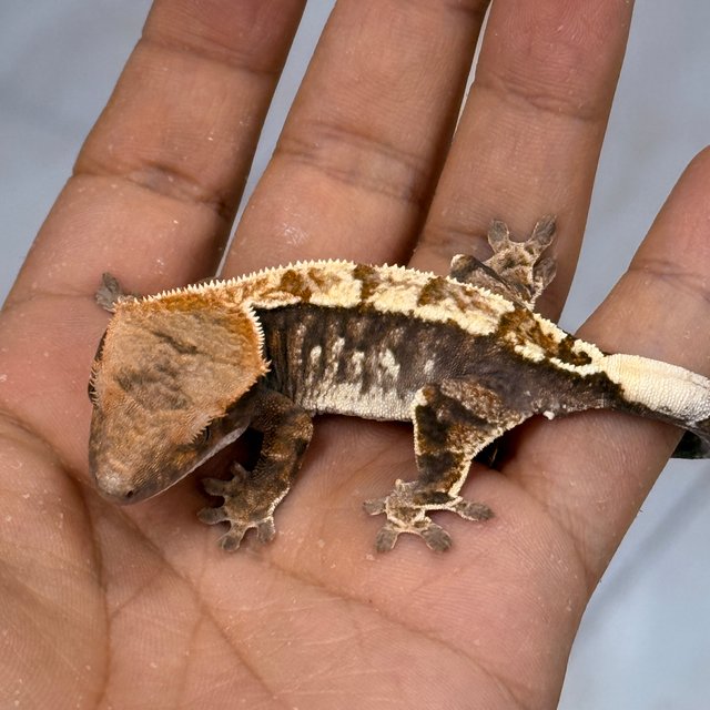 Cappuccino 100% Het Axanthic