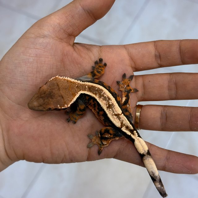 Sable 100% Het Axanthic