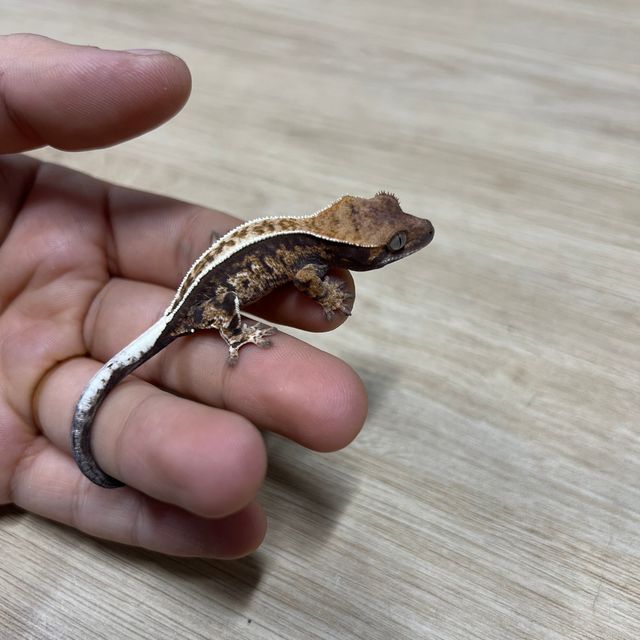 카푸치노