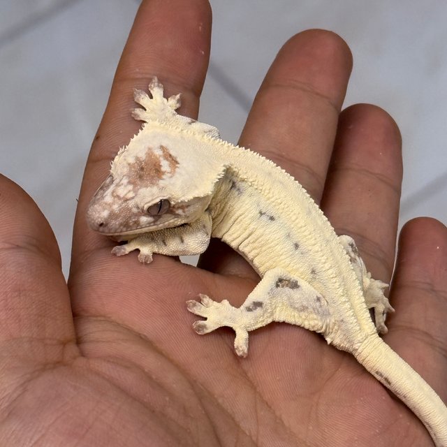 100% Het Axanthic LW Sable
